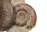 Two Toarcian Ammonite (Hammatoceras) Fossils - France #191715-2